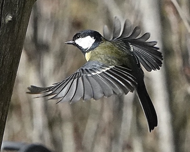 great tit